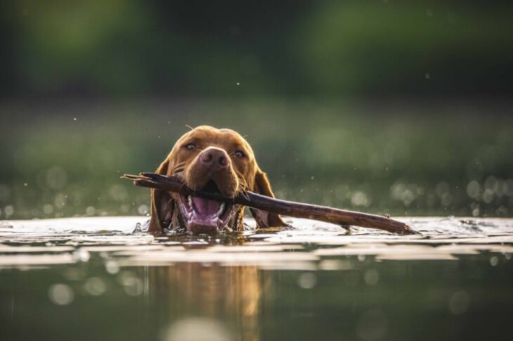 Top 10 Best Swim Vests for Toddlers: Safe, Comfortable, and Fun Water Gear