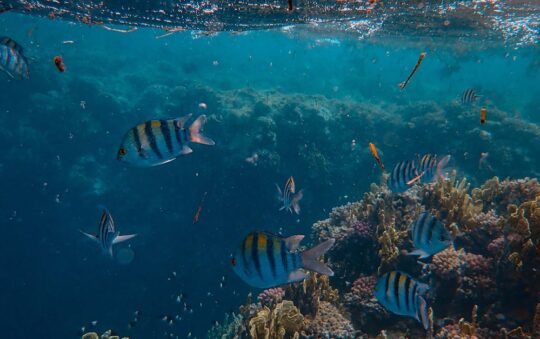 Affordable Diving Fins for Beginners: Top Budget Picks for Comfort & Performance