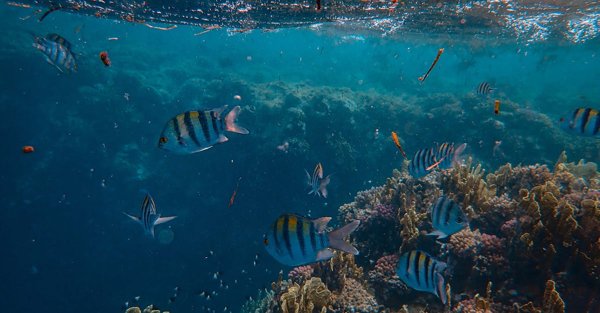 Affordable Diving Fins for Beginners: Top Budget Picks for Comfort & Performance