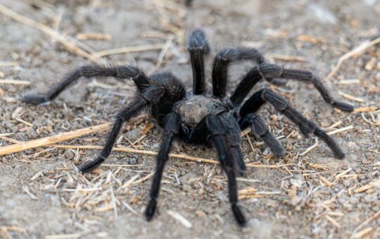 Top Insect Repellent for Hiking Trails: Stay Bug-Free on Your Outdoor Adventures