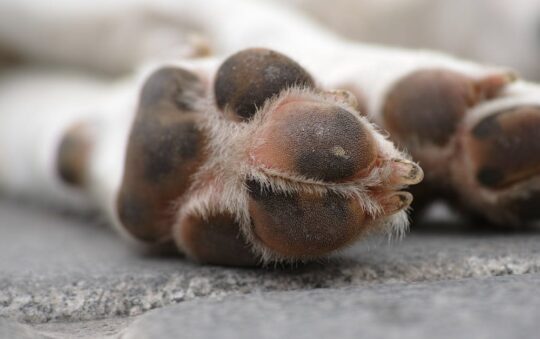 Top Insulated Sleeping Pads Under $100 for Warm, Comfortable Camping on a Budget