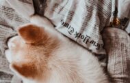 Top 5 Best Life Vests for Dogs on Paddleboards: Safety & Comfort Tips for Paddle Pup Owners