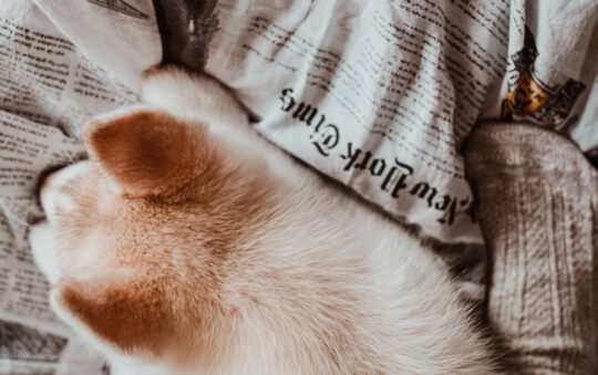 Top 5 Best Life Vests for Dogs on Paddleboards: Safety & Comfort Tips for Paddle Pup Owners