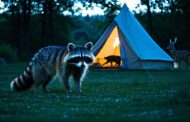 What Animals Come Near Tents at Night?