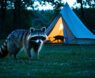 What Animals Come Near Tents at Night?